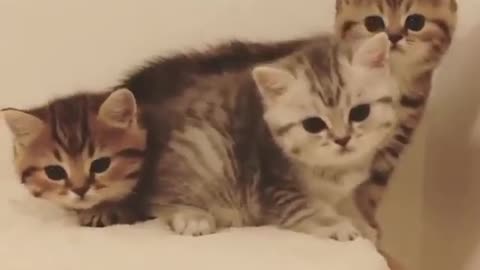 Adorable kittens family scene