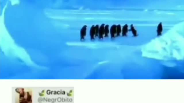 Funny penguins