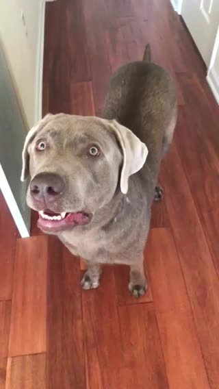 Going to the Dog Park