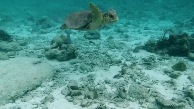 Beautiful and Amazing Ocean Under Water