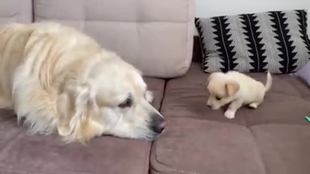 Puppy trying to make friends with a Golden Retriever #rumble