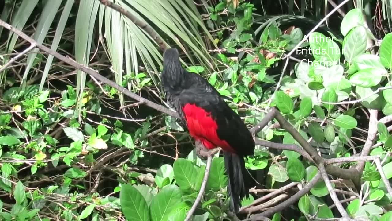 Cute Pesquet's Parrot (Psittrichas Fulgidus) Sound