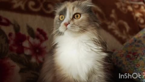 Cute cat funny moves/cute cat