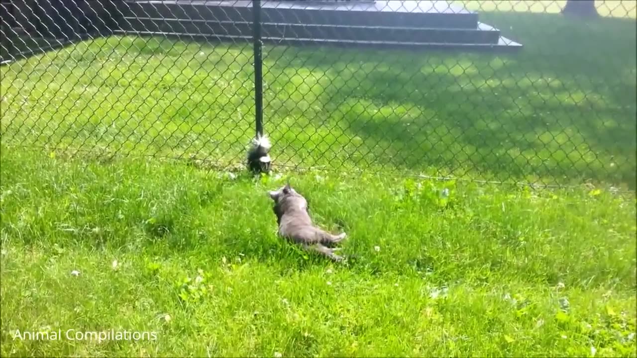 Baby Skunk trying to Spray