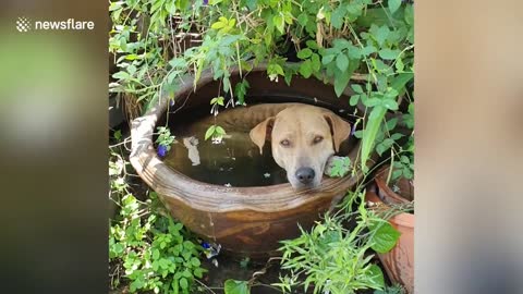 Dog relaxes in pot filled with water to cool down on hot afternoon in Thailand