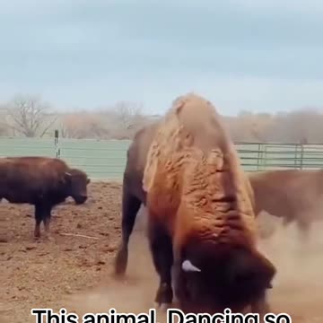 Buffalo nativeamerican dance