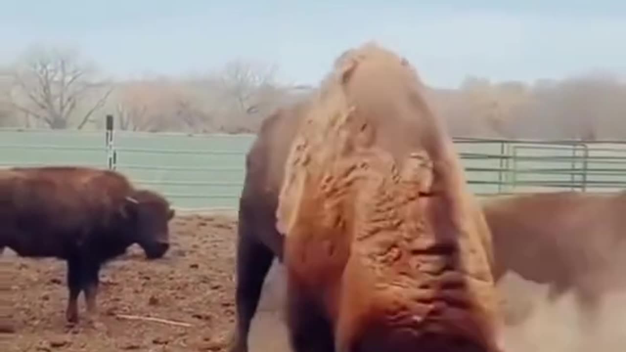Buffalo nativeamerican dance