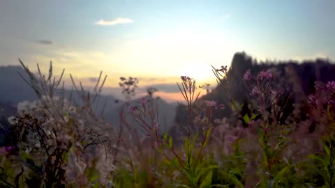 Purple flowers at sunset