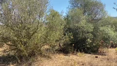 La natura salva