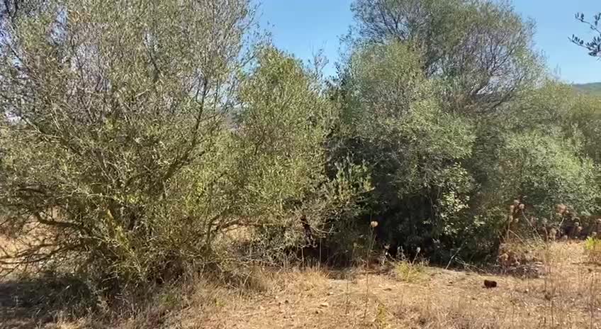 La natura salva