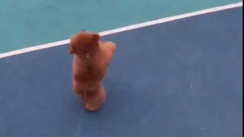 A dog with a passion for sports