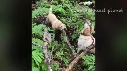 Animals Funny 🤣😂🤣 video