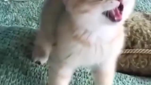 Cute Baby Cat Reaction Cat videos l Shorts l cats l pussycat l kitten l funny l animals