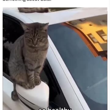 Something about Cats.