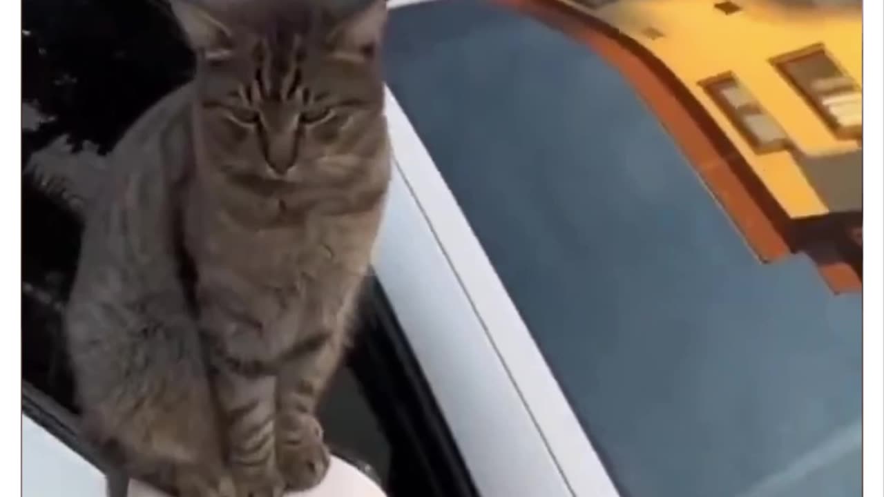 Something about Cats.