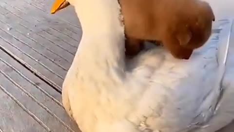 Dog and goose