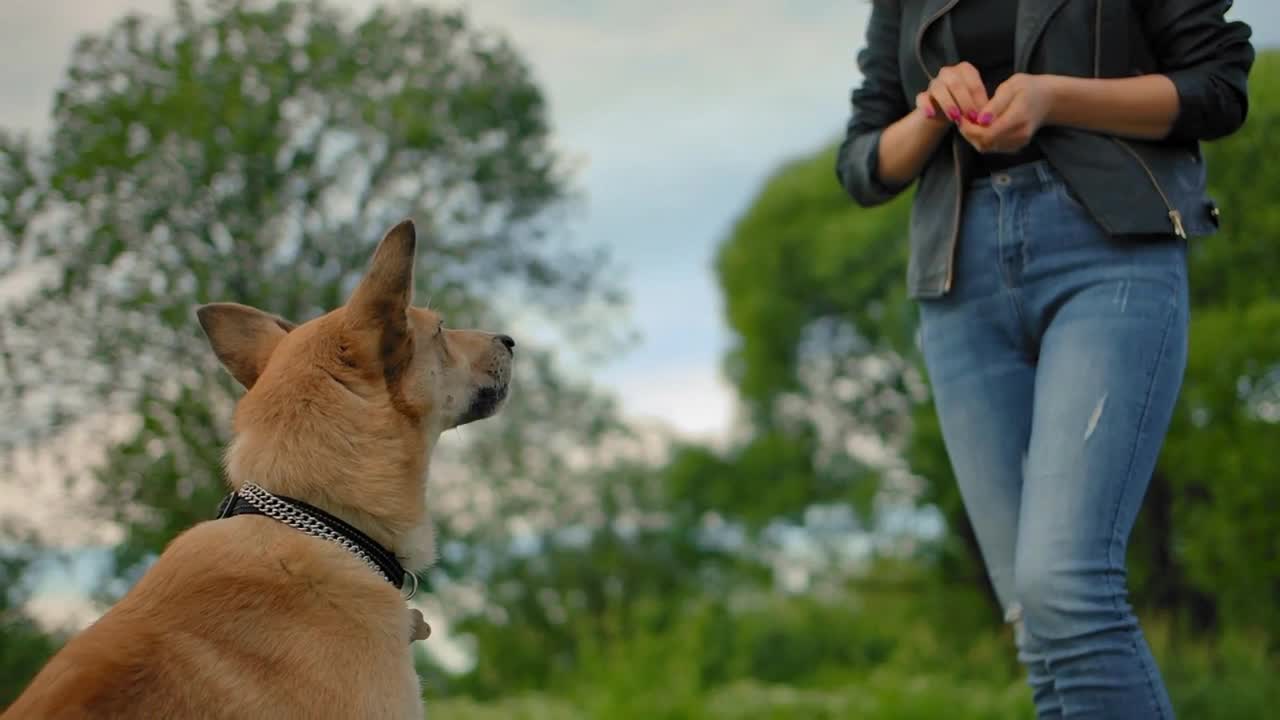 The home pet doggy catches meal on the fly that the girl throws it