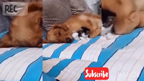 Super Funny Animal Videos