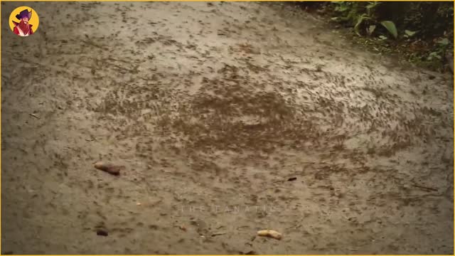 3 Small But Very Dangerous Ant Colonies!