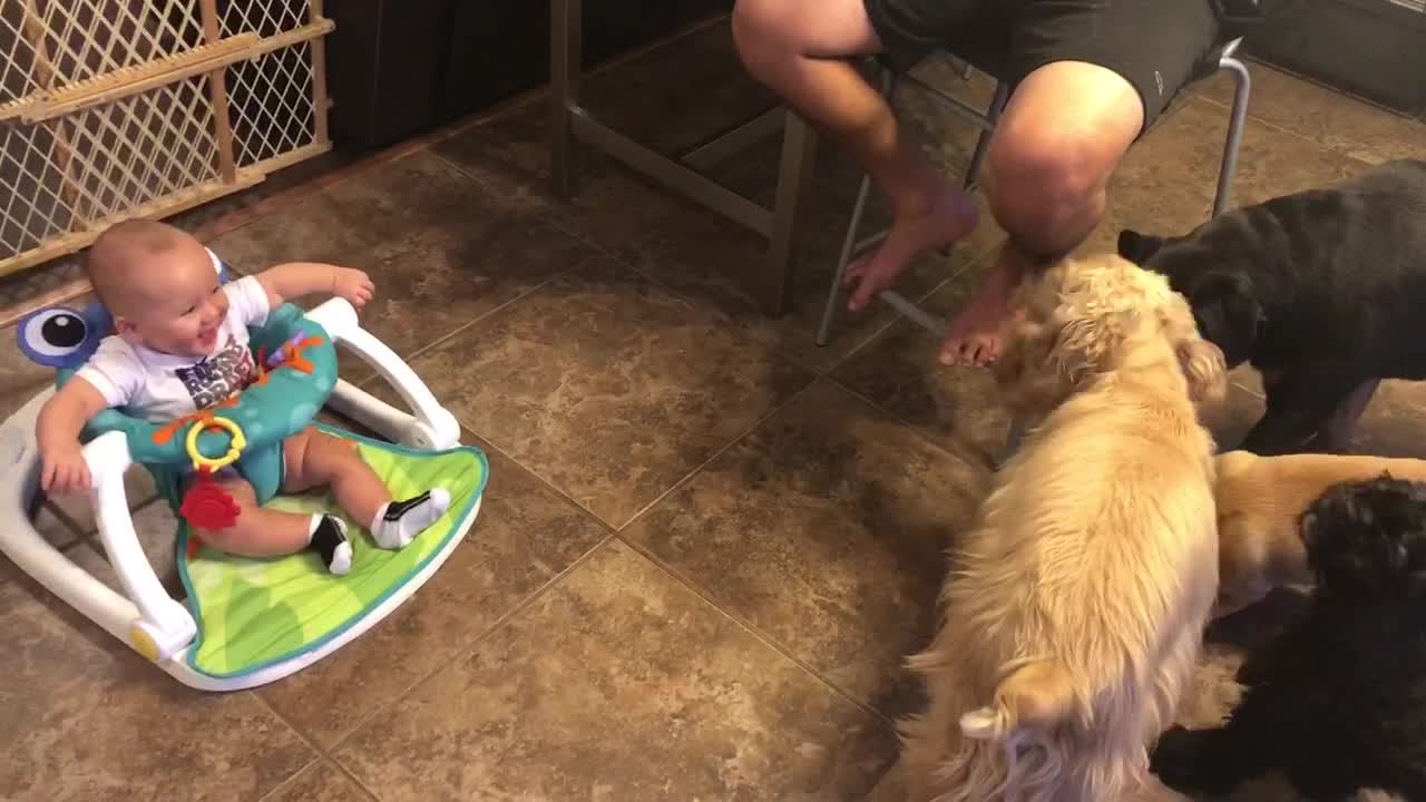 Baby thinks dogs catching bubbles is simply hysterical