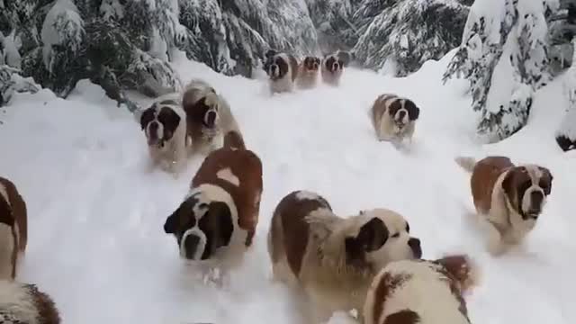Smart dogs