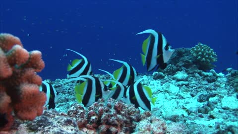 Beautiful Fish Banner Fish on Coral Reef Must Watch