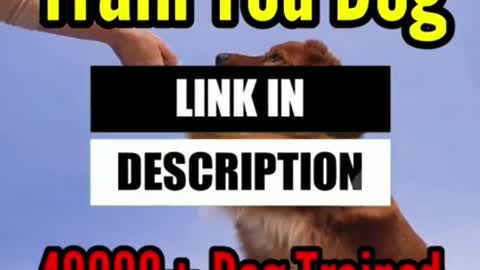 Funny dog videos, Dog Training, Videos de perros lindos #Shorts #Dogs