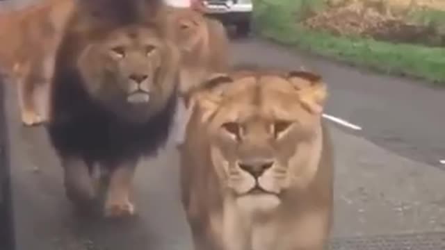 Great Lions