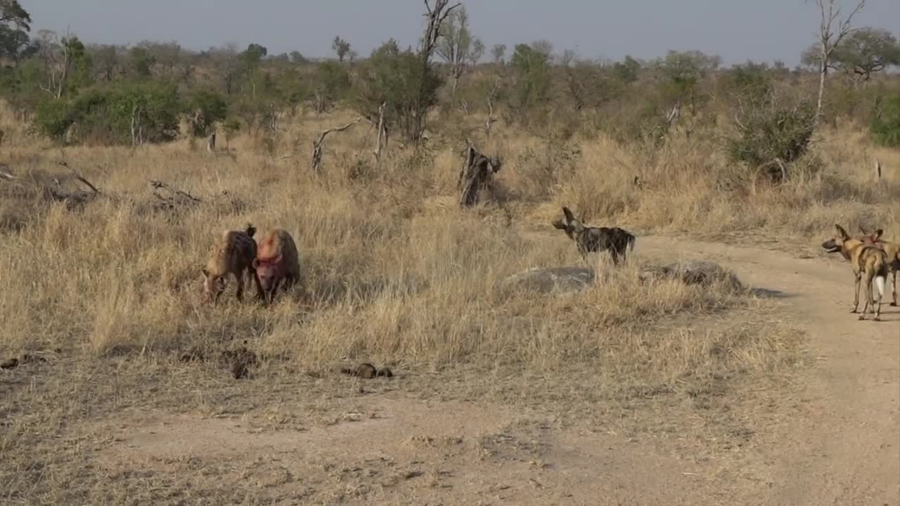 hyena fight