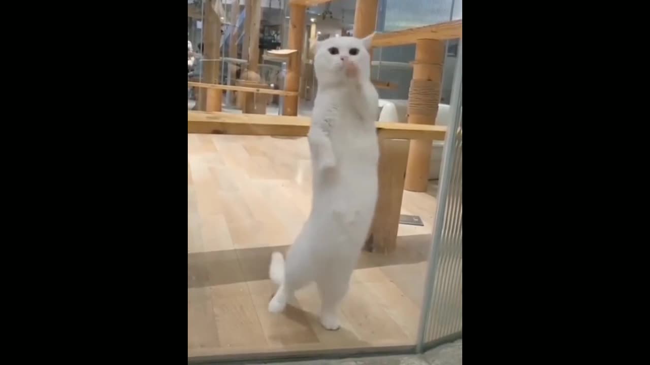 Ting Tang Challenge (FUNNY AND CUTE CAT version).