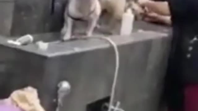 Dog funny video