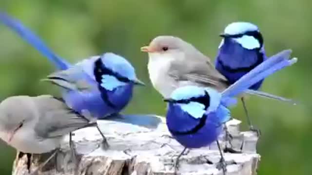 The most beautiful birds that I love