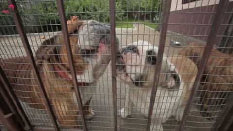 Dog Barks At Babysitter, So Mom Hides Camera In Hair Viral Stories