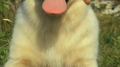 This little dog has the longest tongue ever measured.