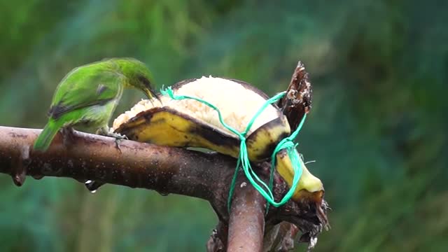 Green bird on the tree