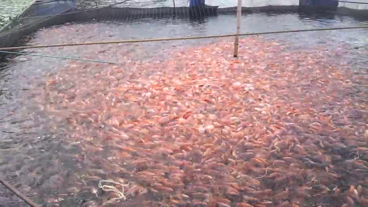 Cultivo Intensivo de Tilapia Roja en Jaula Flotante.