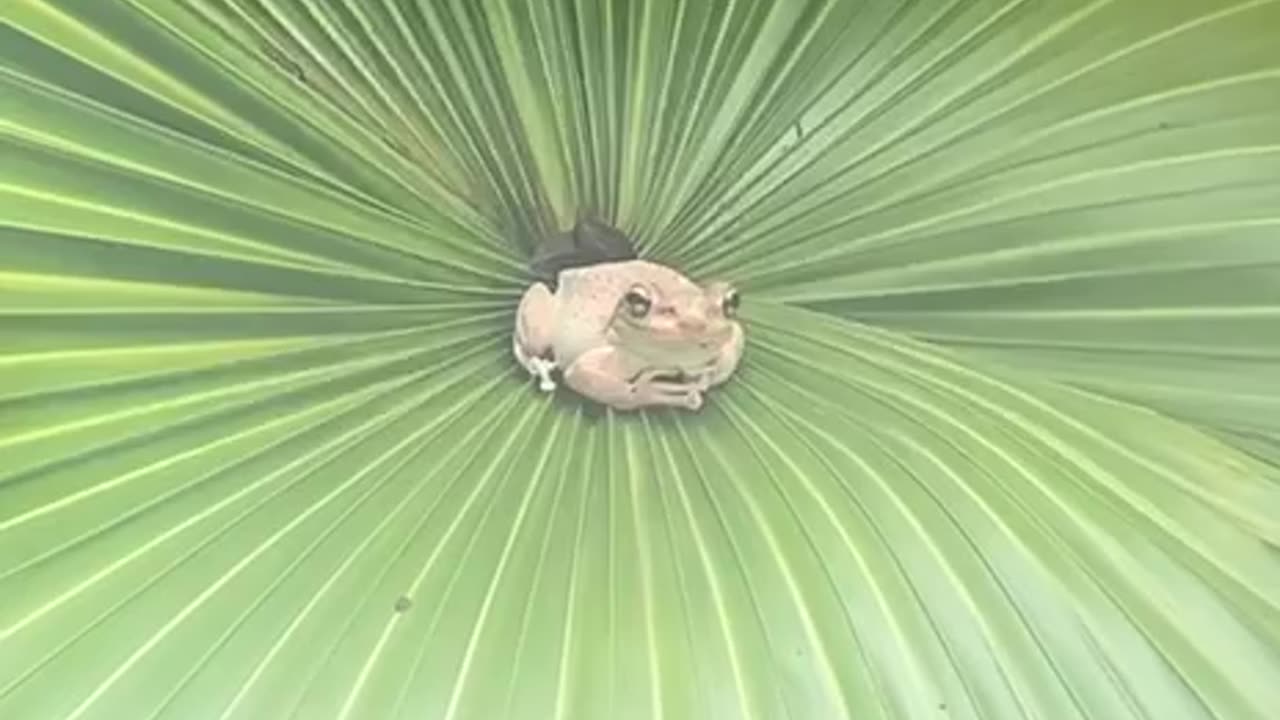 Peeping frog