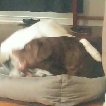 Adoreable dogs playing together while laying down