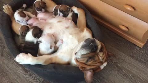 dog feeds pups - using a syringe to feed a newborn puppy