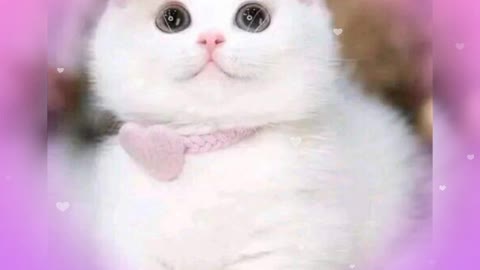 Cute cat