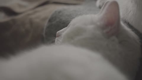 Sleeping cat with calm music