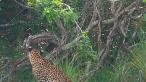 Leopard acts like a cat