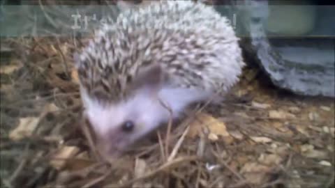 Porcupine hanging out