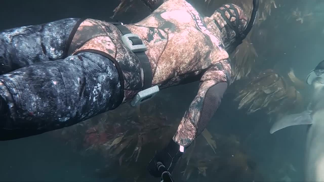 Wild Dolphin does something unbelievable!