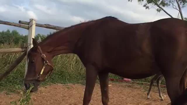 A horse with a little girl