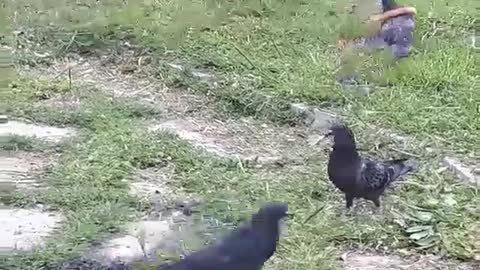 Funny video of a pigeon embracing a slice of bread