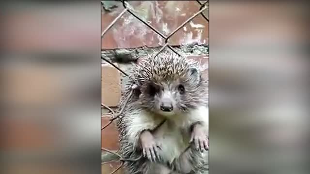The hedgehog is resting