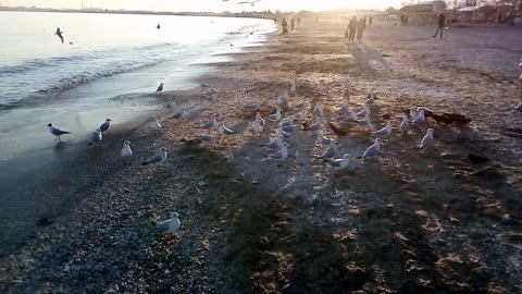 Calming surf of the sea and seagulls at sunset