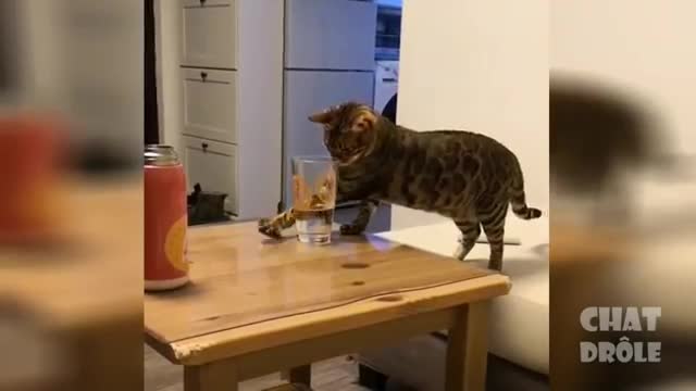 SHORT CUTE CAT COMPILATION