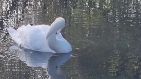 Wonderful Mute Swans On A Lake In Great Britain